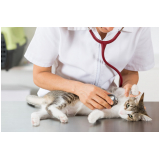 endocrino veterinaria agendar Ipê