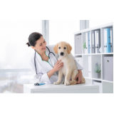 Endocrinologista para Cachorros Farroupilha
