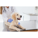 endocrinologista para cachorros Vacaria
