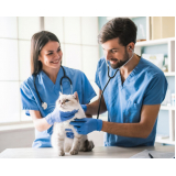 endocrinologista para gatos Barcellos
