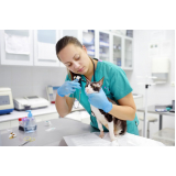 endocrinologista veterinário Cidade Nova