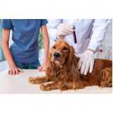 exame de sangue para cachorro Desvio Rizzo