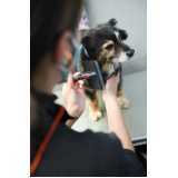 exame de ultrassonografia para cachorro clínica Galópolis