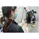 exame de ultrassonografia para cachorro Peterlongo