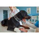 internação veterinária para cachorro marcar Nossa Senhora da Saúde