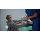 internação veterinária para gato marcar Peterlongo