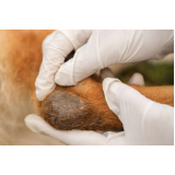 marcar dermatologista cachorro Glória