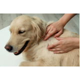 marcar veterinária especialista em pele de cachorro Desvio Rizzo