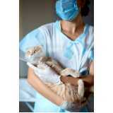 onde fazer cirurgia para gato Planalto