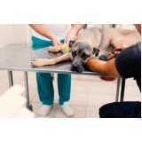onde marcar internação veterinária para pet Planalto
