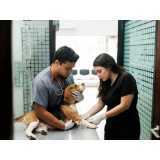 ortopedia veterinário Planalto