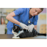 telefone de clinica veterinaria especializada em gatos Flores da Cunha