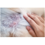 veterinária especialista em pele de cachorro contato Cristal