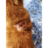 veterinária especialista em pele de gato agendar Peterlongo