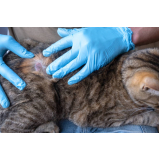 veterinária especialista em pele de gato contato Sagrada Família